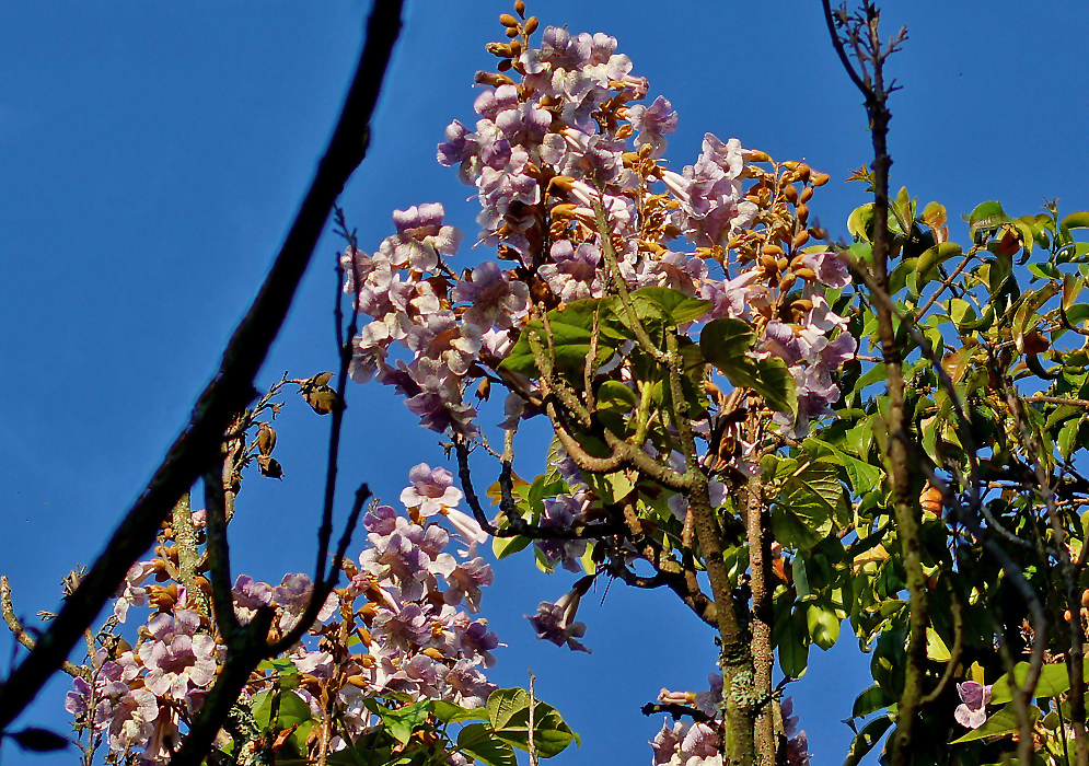 Purple Paulownia tomentosa flowers under blue sky