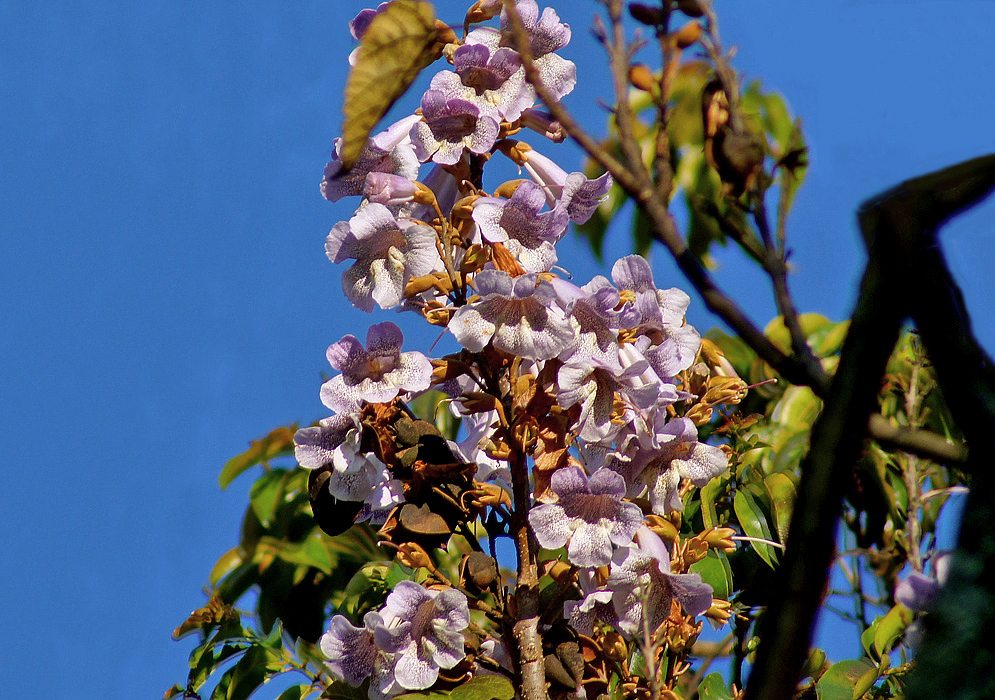 A Paulownia tomentosa panicle with speckled flowers colored purple, cream and white with golden brown sepals under blue sky