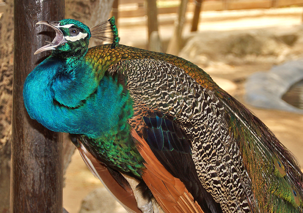 Peacock with his mouth open