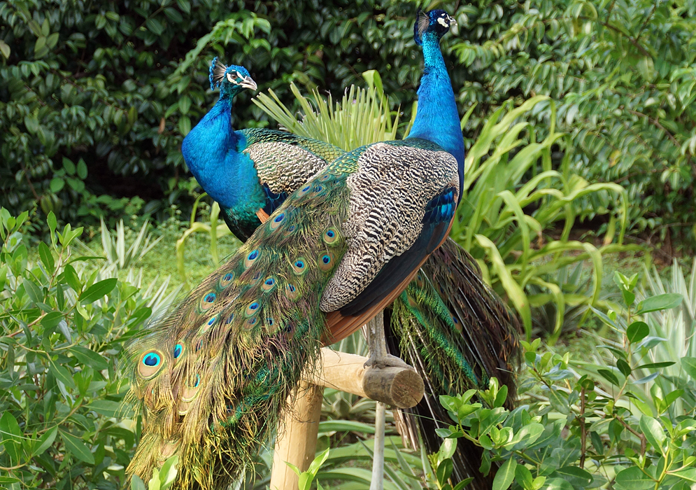 Two male peacock elegantly standing on a bird perch