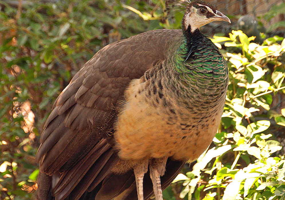 Female peacock with a white chest and gray-colored-back