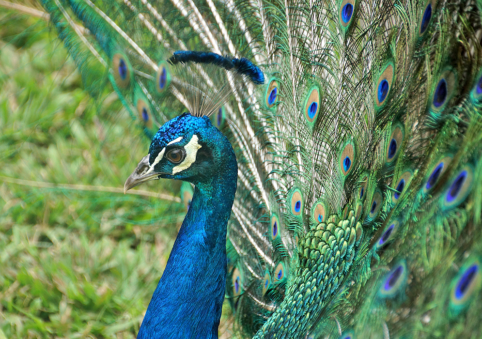 Peacock head and open tail feathers