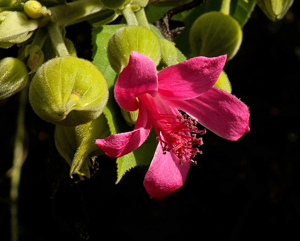 Pavonia dasypetala deep pink flower beside rounded ribbed green buds