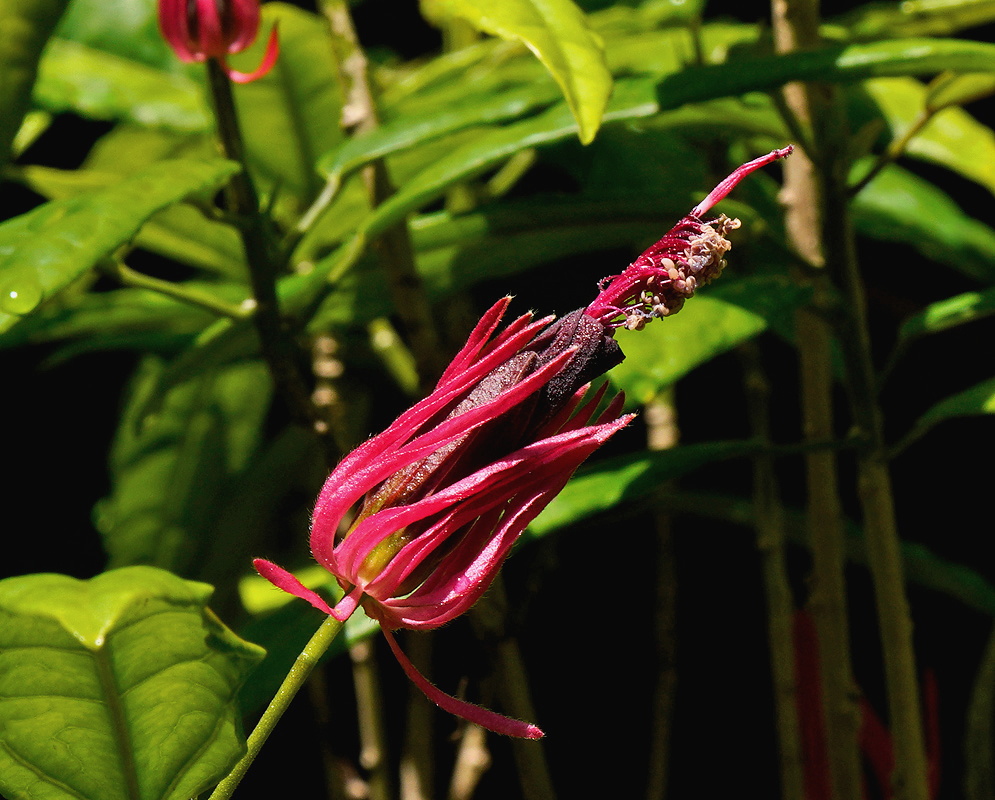 Pavonia multiflora upright red flower head with narrow projecting floral structures
