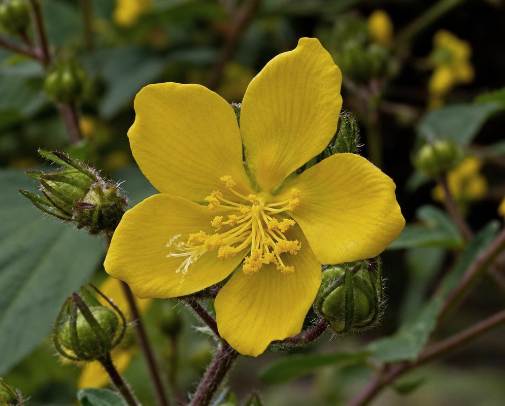 Pavonia paniculata has a yellow flower and ribbed green buds