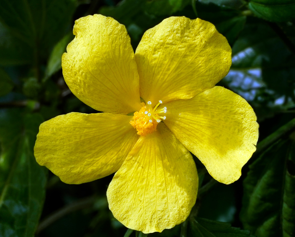 Five broad, bright yellow Pavonia sepium petals with veins running through them, radiating from a central column adorned with clustered yellow stamens and capped with small, white-tipped structures