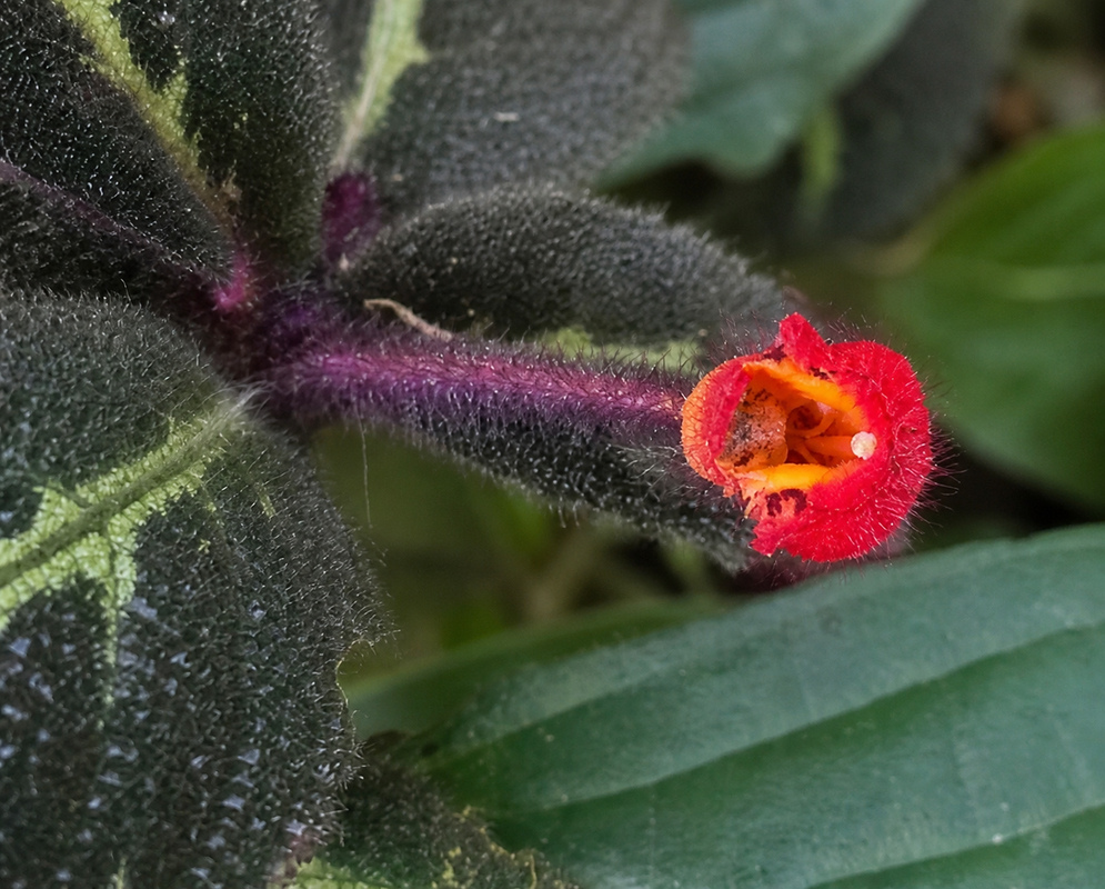 Pearcea plant habit and foliage