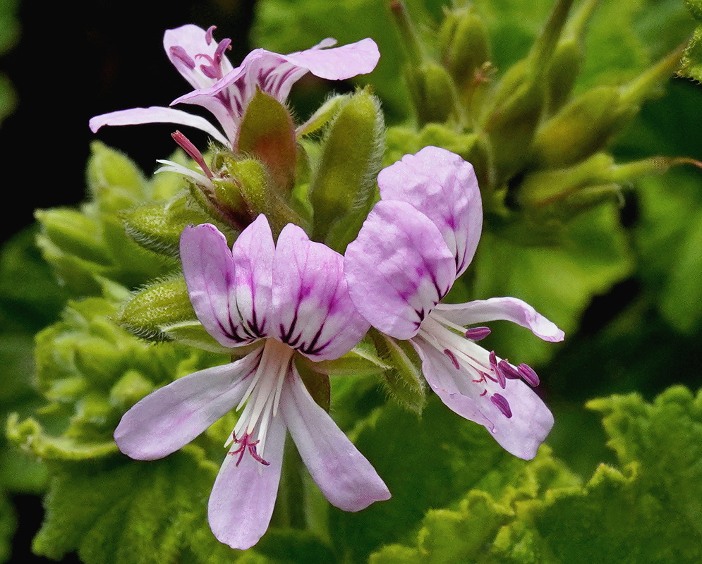 Pelargonium citronellum pale pink flowers with magenta markings above textured leaves