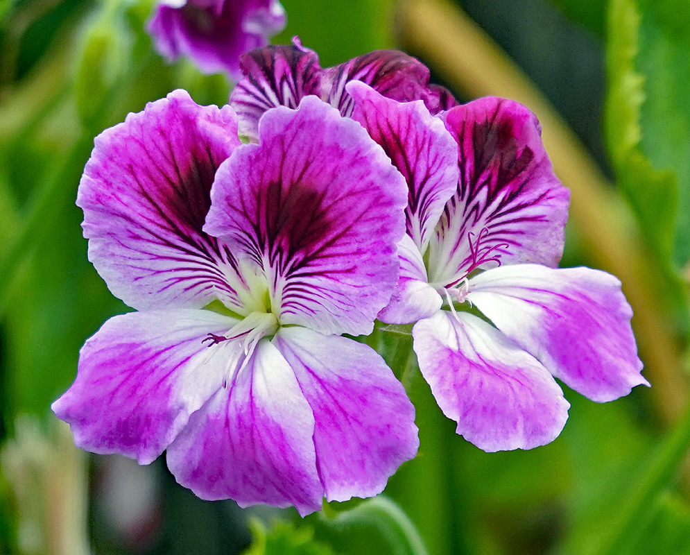 Pelargonium × domesticum flowers with purple, pink and white colors