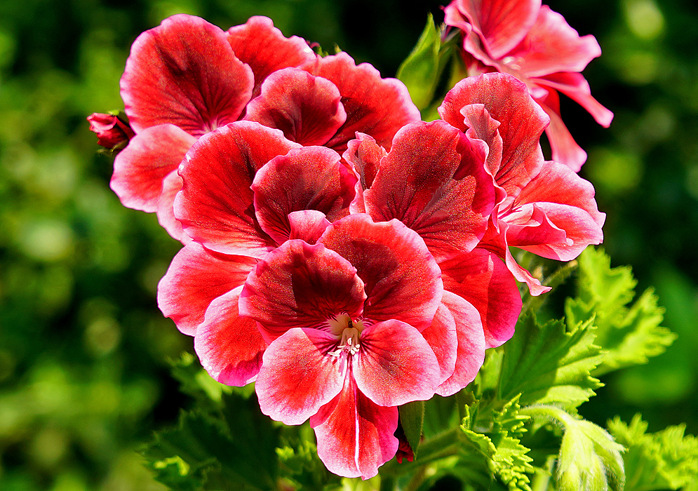A Pelargonium × domesticum flower cluster with different shades of red and pink