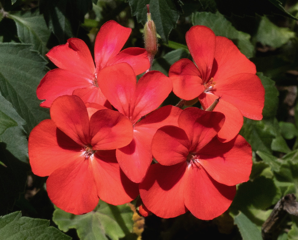 Pelargonium × hortorum red flowers Pelargonium × hortorum cluster bearing multiple vivid red flowers above dark green foliage