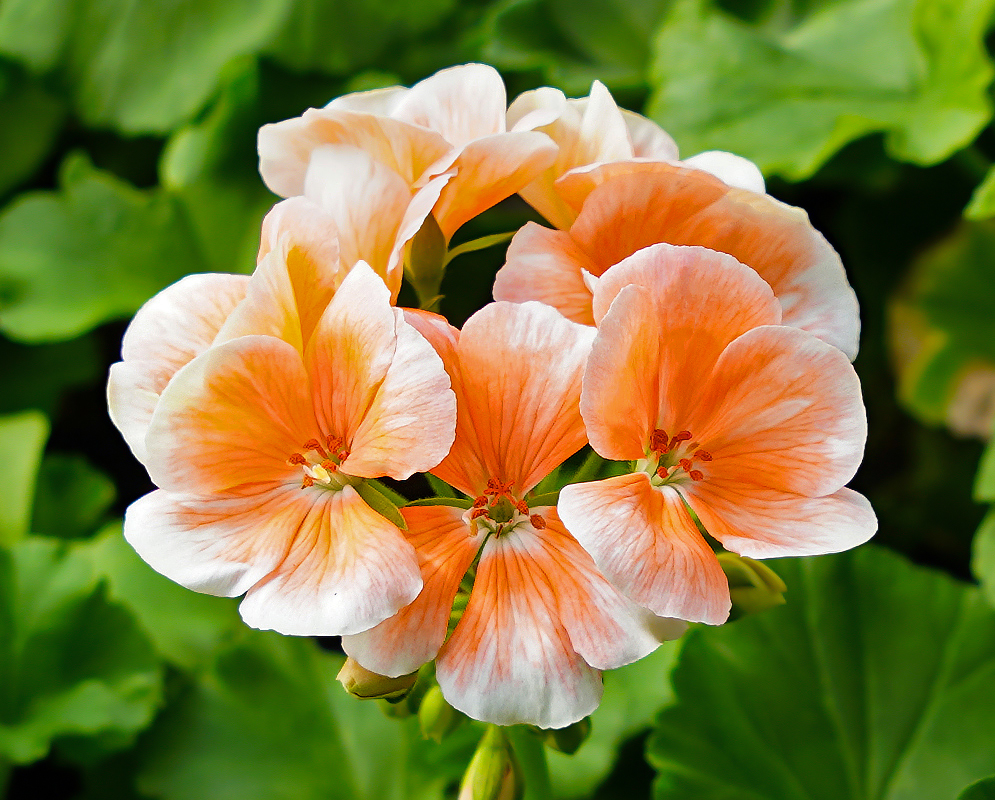 Light orange Pelargonium × hybridum flowers