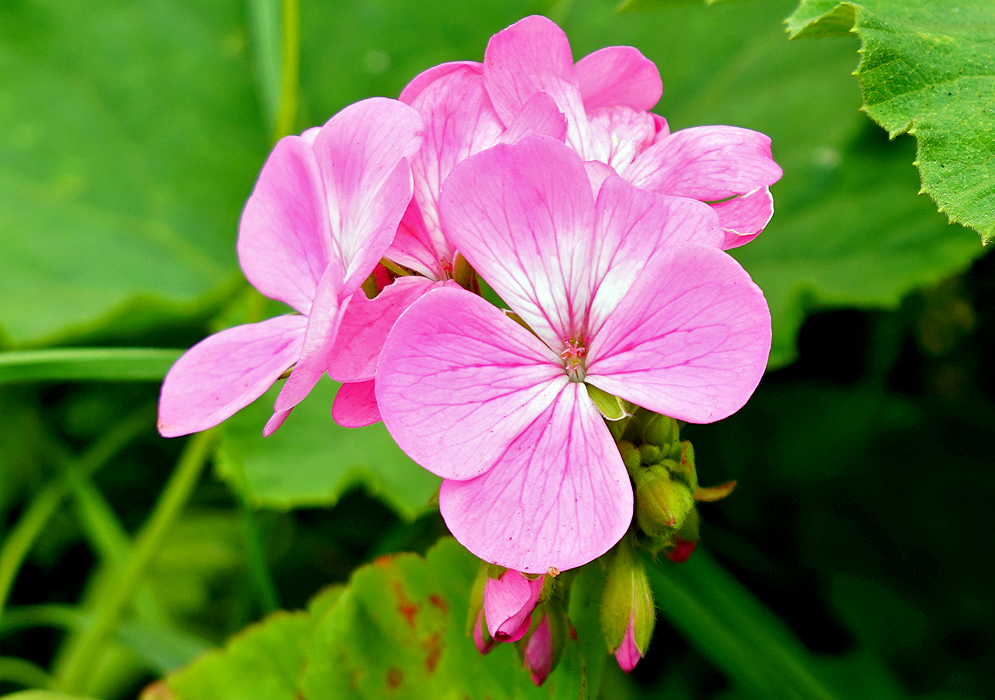 Pink Pelargonium × hybridum flower with traces of white