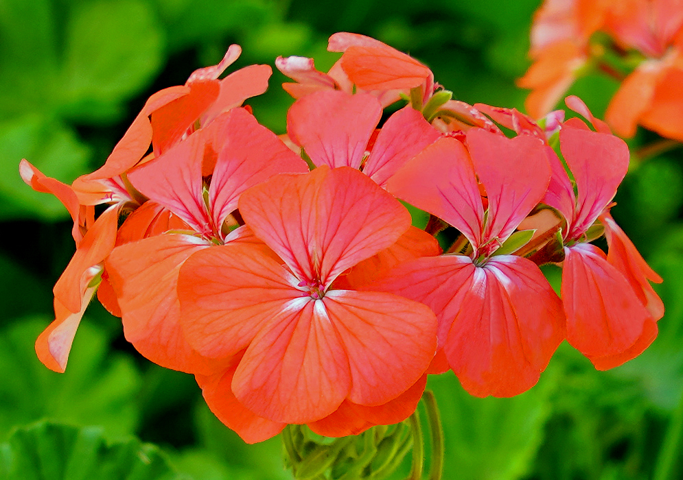 Salmon colored Pelargonium × hybridum flowers