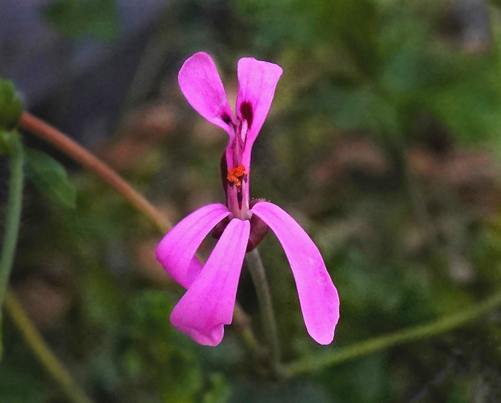 Pelargonium ionidiflorum vivid pink flower with two upright upper petals and three narrow lower petals