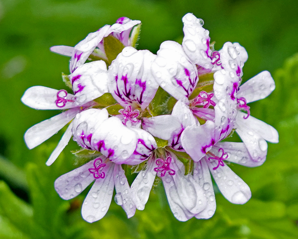 Pelargonium odoratissimum flower cluster covered in raindrops