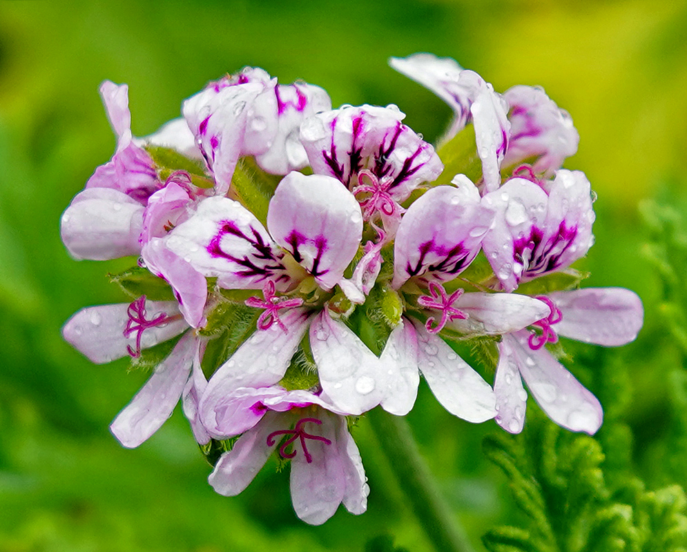 A cluster of white Pelargonium odoratissimum flowers with purple and pink markings covered in raindrops