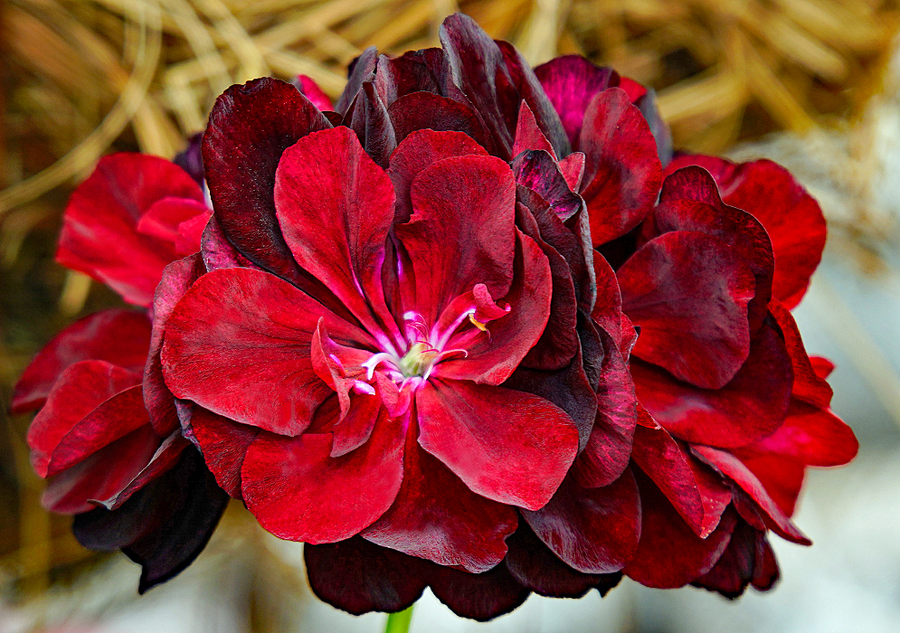 Pelargonium peltatum dark red flower
