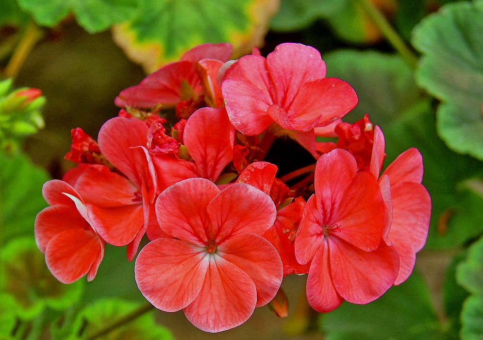 A Pelargonium × hybridum cluster of red-salmon flowers with traces of white