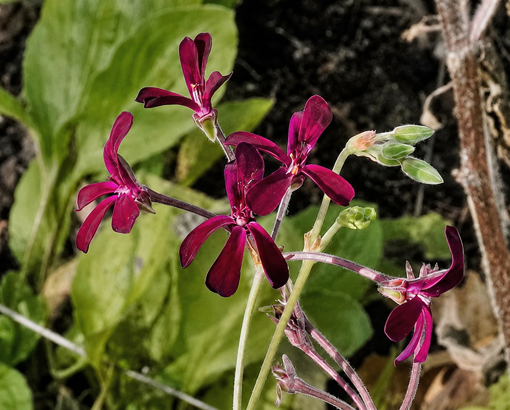 Pelargonium sidoides cluster of dark burgundy flowers and green buds on slender reddish stems