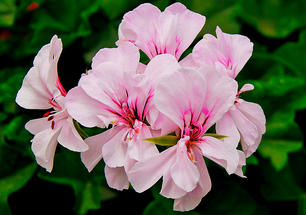 A cluster of white Pelargonium peltatum flowers with traces of pink and pink streaks near the center