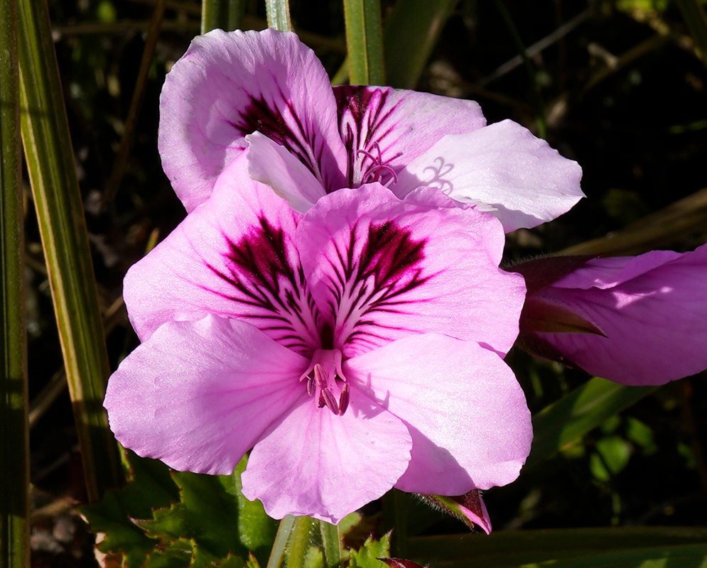A close-up of Pelargonium × hybridum showing two overlapping light pink flowers with dark magenta markings radiating from the center of the upper petals