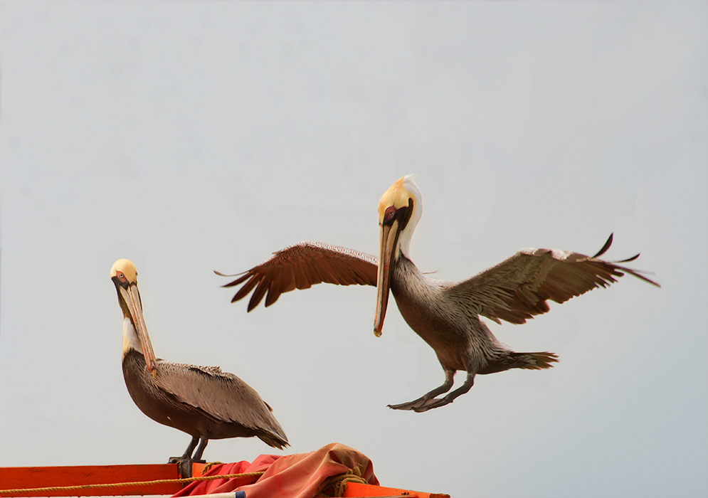 Brown pelicans by the sea