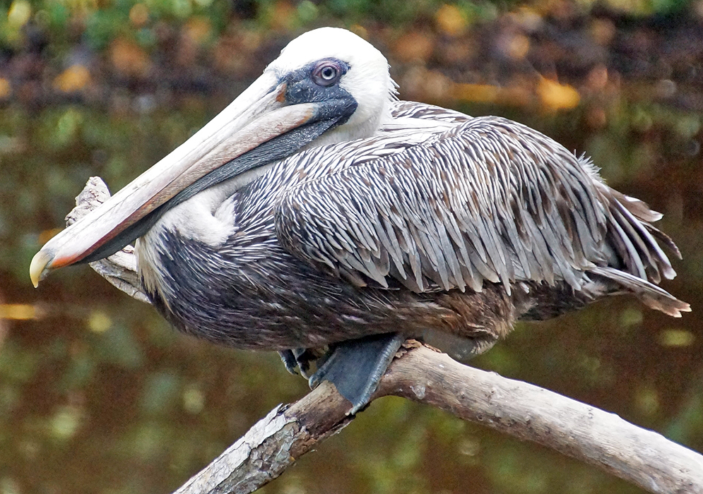 Pelican with white feathers sitting on a branch
