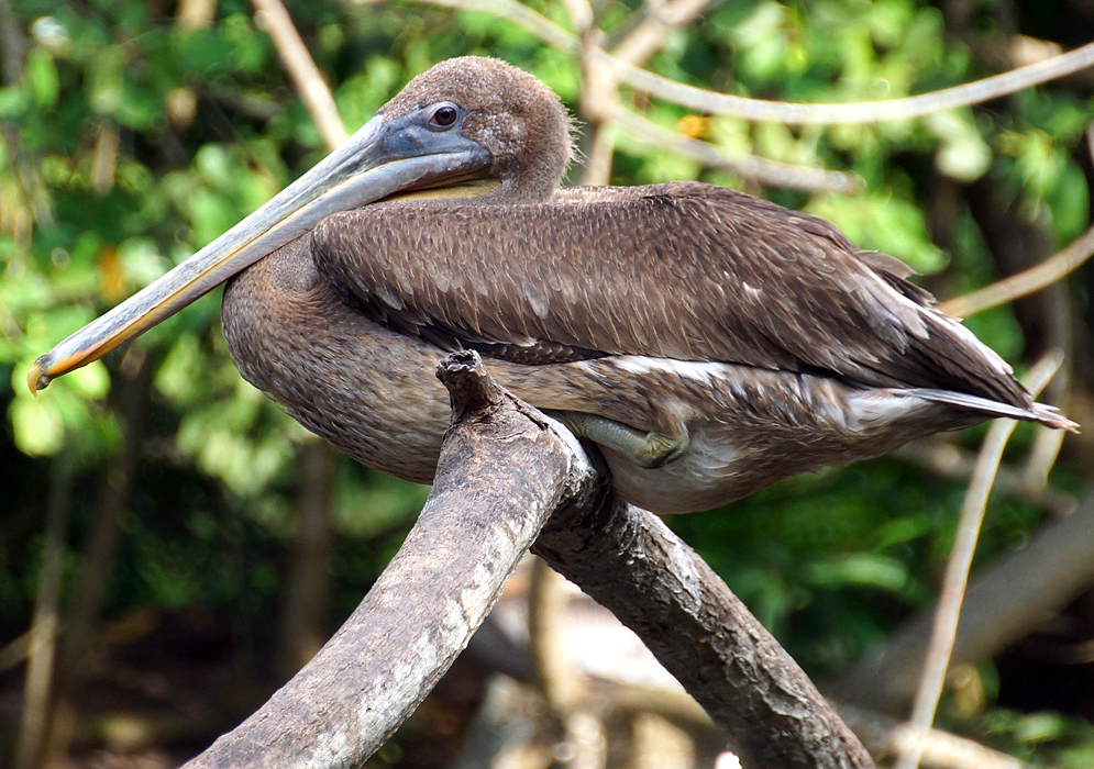Brown pelican sitting on a branch