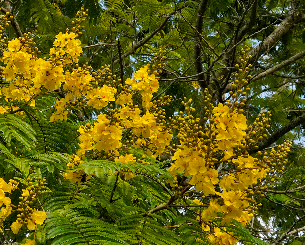 Peltophorum dubium canopy covered with bright yellow flowers among feathery green leaves