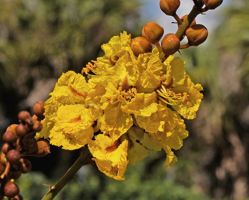 Peltophorum pterocarpum cluster of ruffled yellow flowers beside copper brown buds