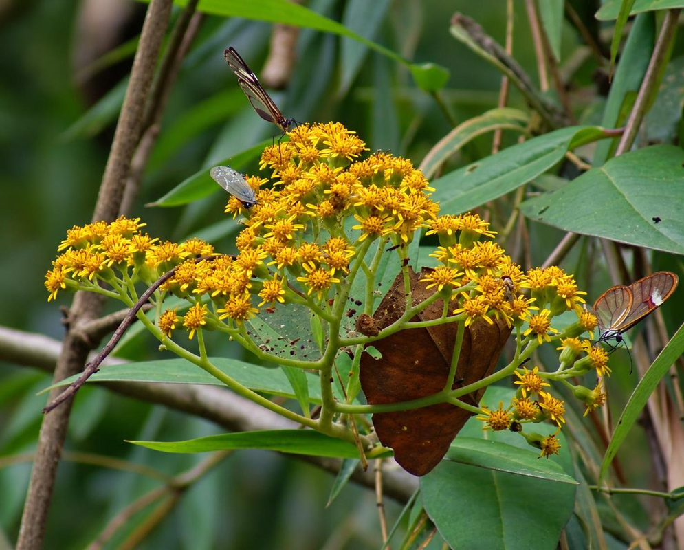 Clusters of small yellow Pentacalia huilensis flowers spread across a leafy climbing stem