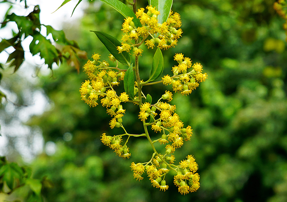 Pentacalia supernitens inflorescence with yellow flowers