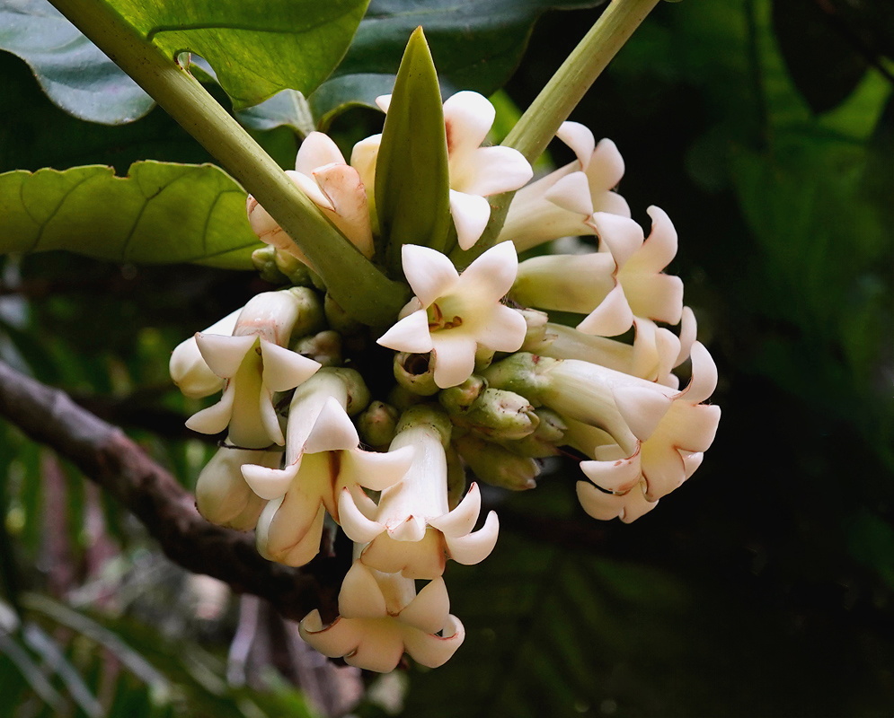 Pentagonia macrophylla cluster of pale tubular flowers and pointed buds beneath large leaves