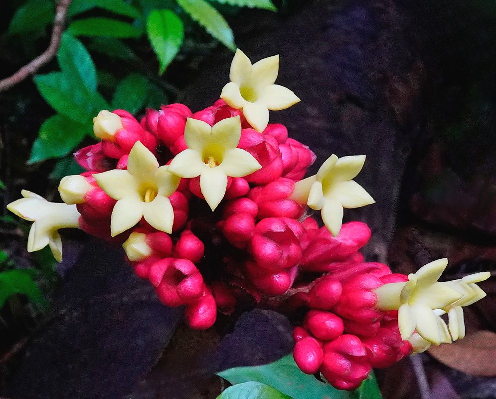 Pentagonia macrophylla red buds Pentagonia macrophylla cluster of red buds opening into small cream tubular flowers