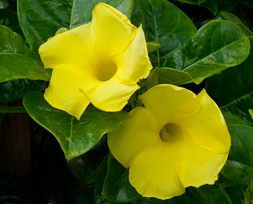 Two bright yellow Pentalinon luteum flowers with a trumpet-shaped form, emerging among glossy dark green leaves