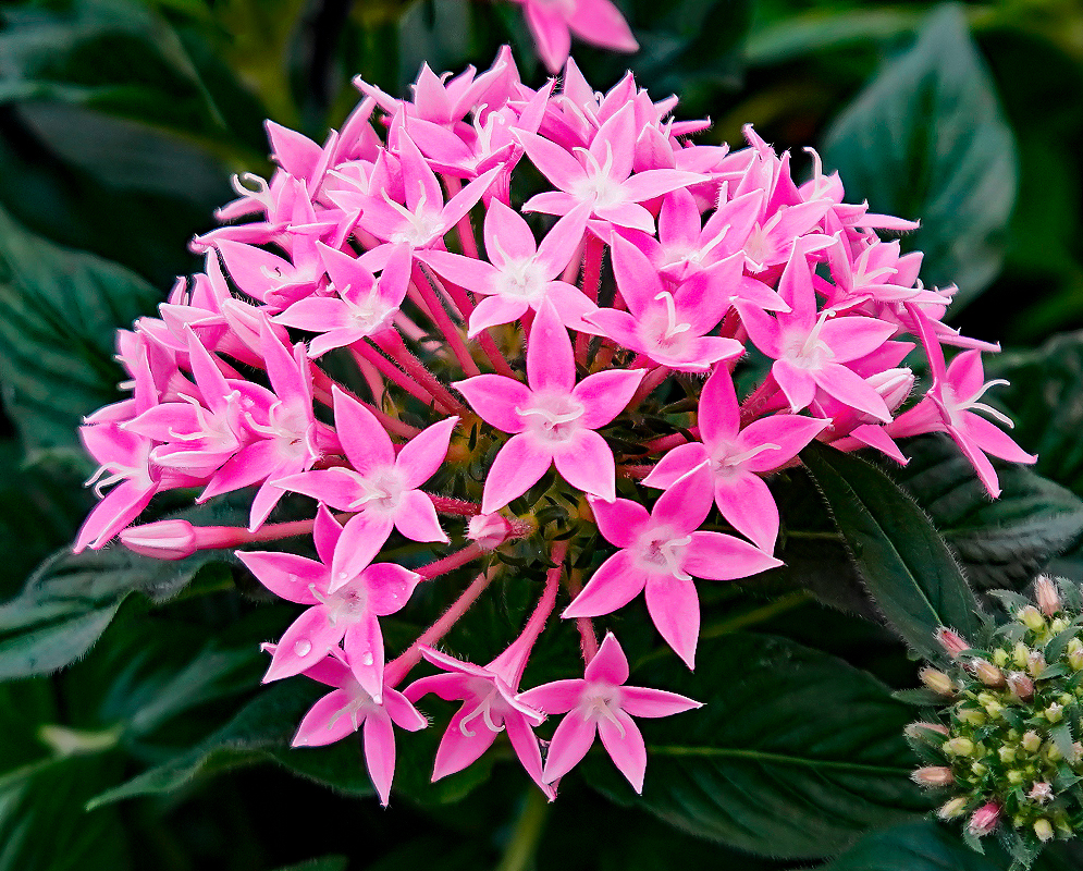 Light pink Pentas lanceolata flower cluster