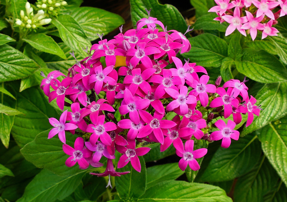 Dark pink Pentas lanceolata flower cluster