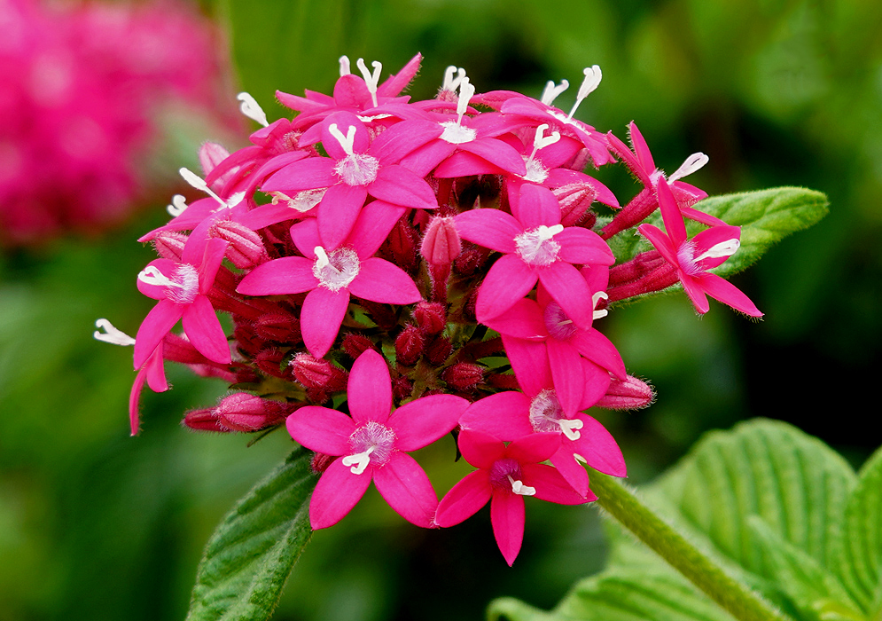A cluster of bright pink Pentas lanceolata flowers with white stamens and pistils in sunlight