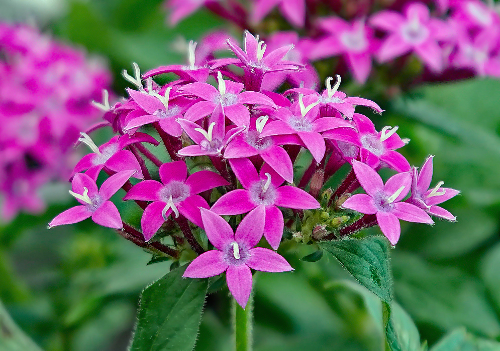 Pentas lanceolata pink flowers withe a purple center and white filaments