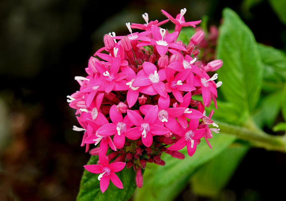 A cluster of bright pink Pentas lanceolata flowers with white stamens and pistils 