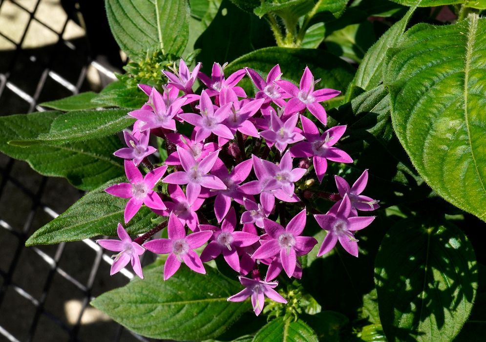 Clusters of pink Pentas lanceolata flowers with white centers