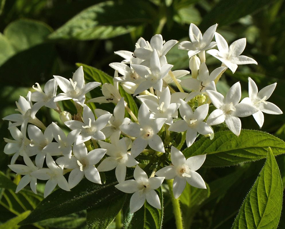 Two white Pentas lanceolata flower clusters