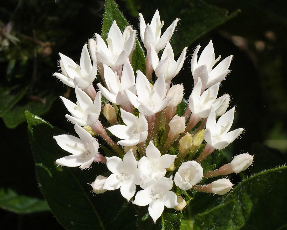 A cluster of white star-shape Pentas lanceolata flowers
