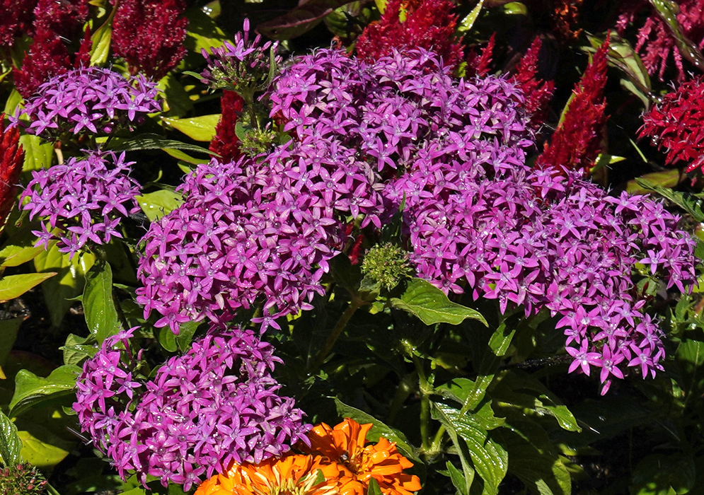 Clusters of purple-pink Pentas lanceolata ffowers in sunshine