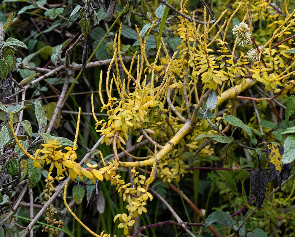 Peperomia ilaloensis has yellow flower spikes and trailing stems