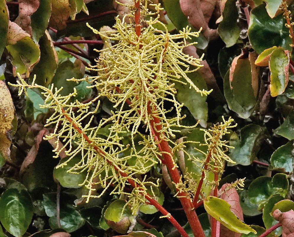 Peperomia peltigera branching pale flower spikes rising among thick green and reddish leaves