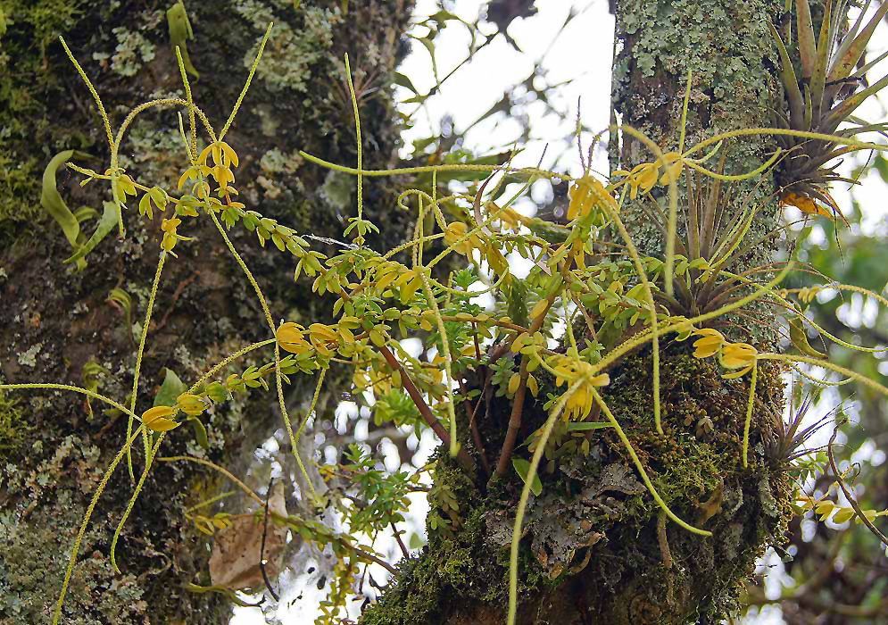 A yellow and green peperomia growing on a tree