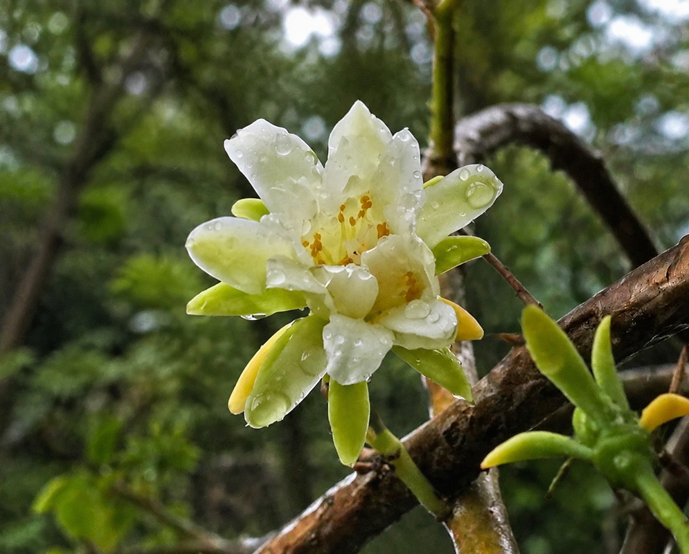 Pereskia aculeata open cream-white flower with many stamens on a leafy climbing stem