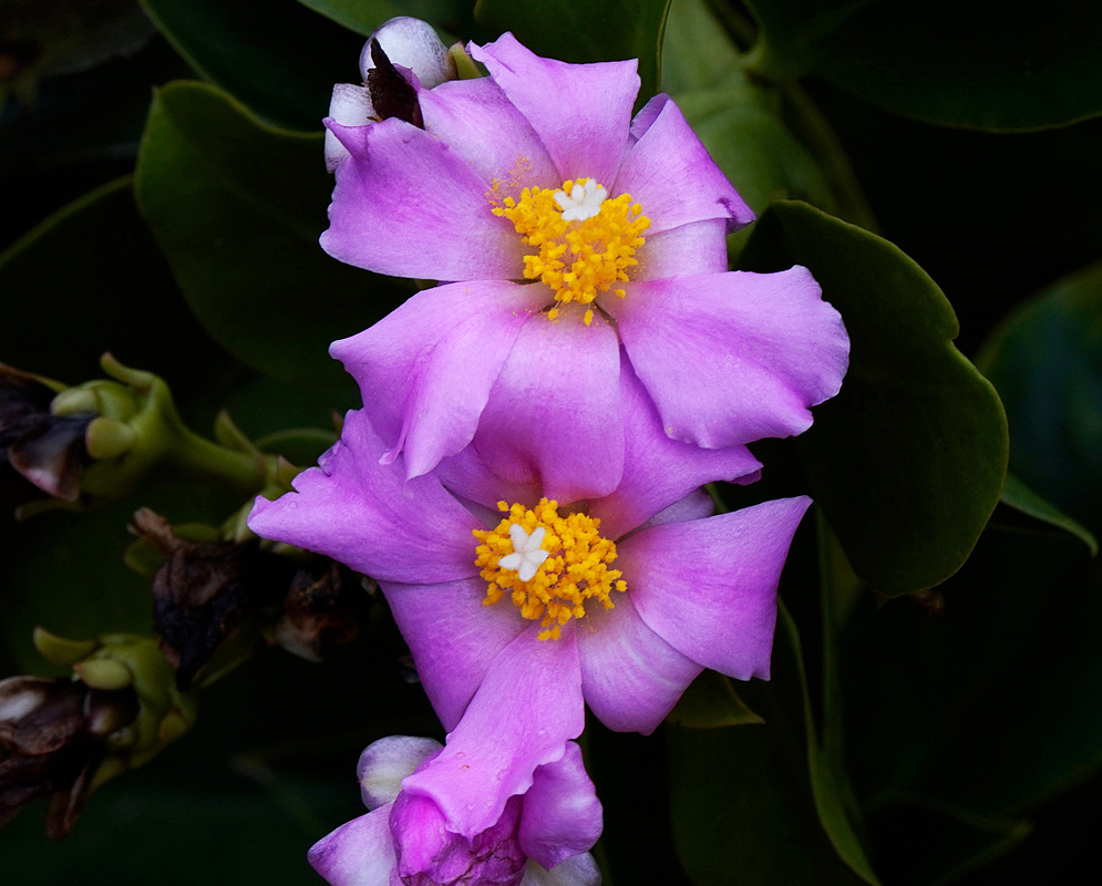 Two Pereskia grandifolia flowers with vibrant pink petals arranged around a dense cluster of bright yellow stamens, with a few small white tips at the center, set against dark green, broad foliage